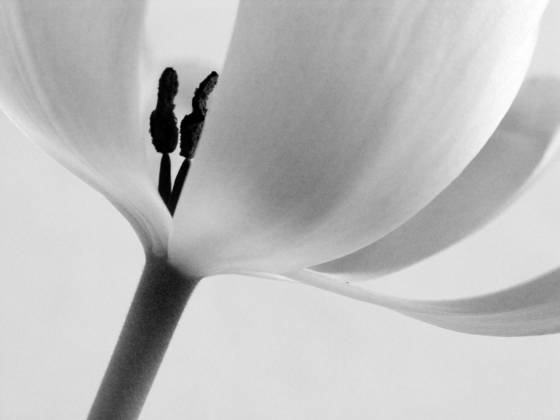 Tulip_8