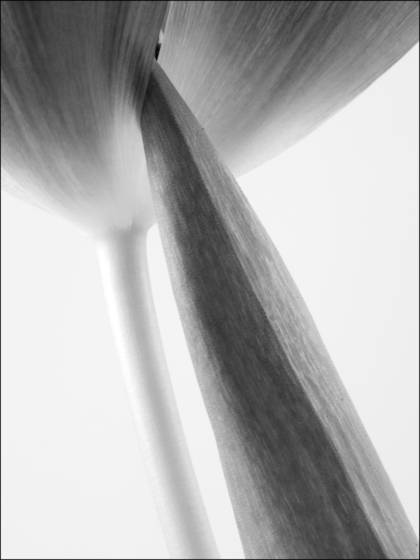 Tulip_9