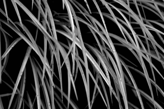 Urban_jungle