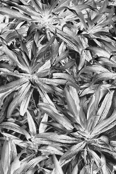 Beach_plant