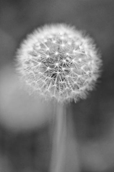 Make_a_wish