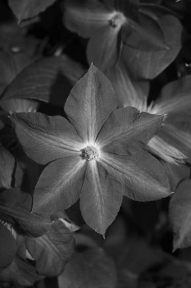 Clematis
