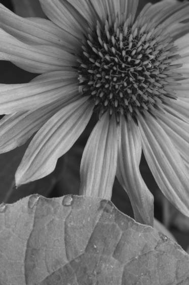 Coneflower
