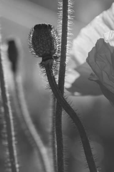 Iceland_poppy