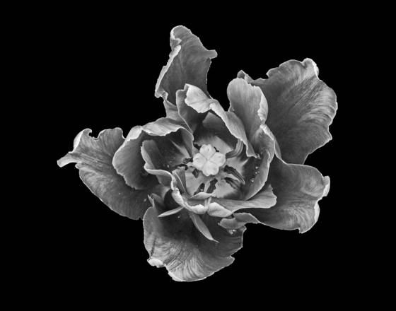 Floral_portrait
