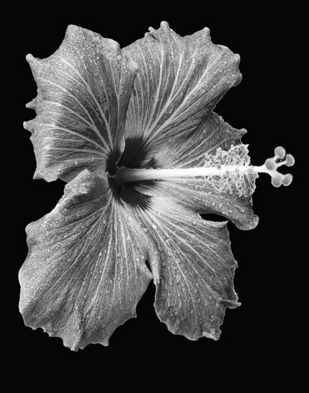 Hibiscus