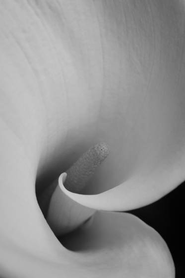 Calla_2