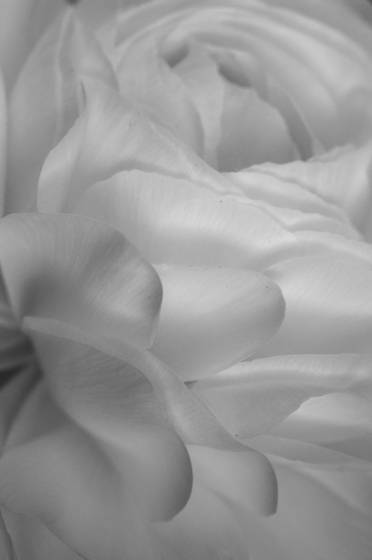 Ranunculus