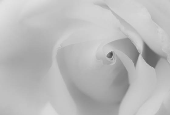 Rose_1