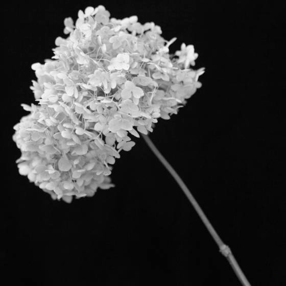 Hydrangea