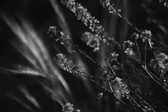 Layered_light