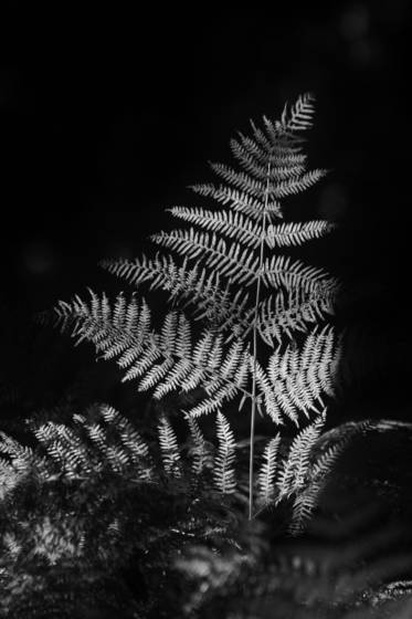 Living_fossil