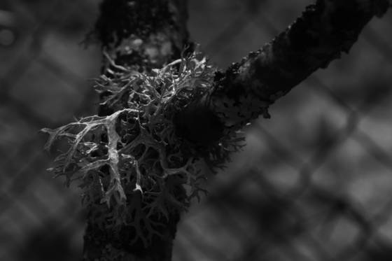 Network