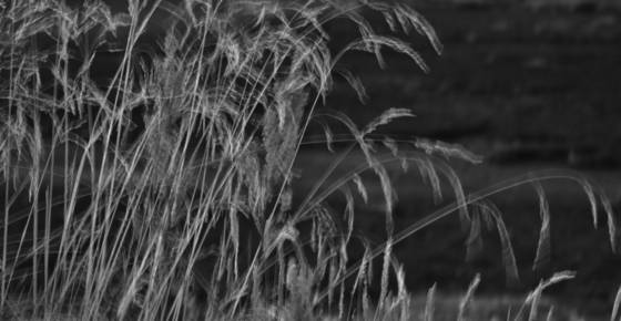 Seen_presence