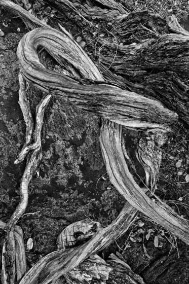 Wind_twisted_branches
