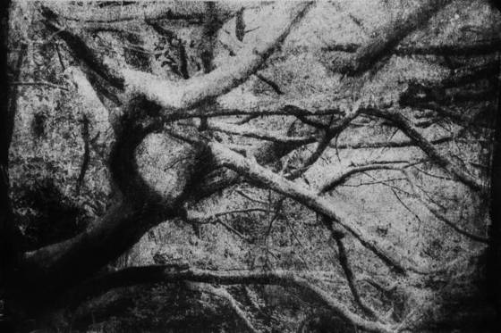 The_yew_trees