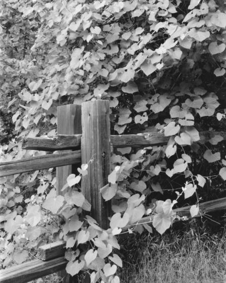 Fence_post