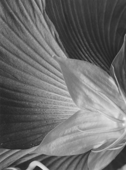 Flower_study