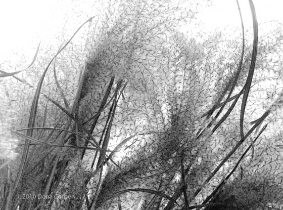 Dried_grasses