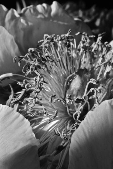 Pink_peony
