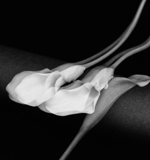 Mini_calla