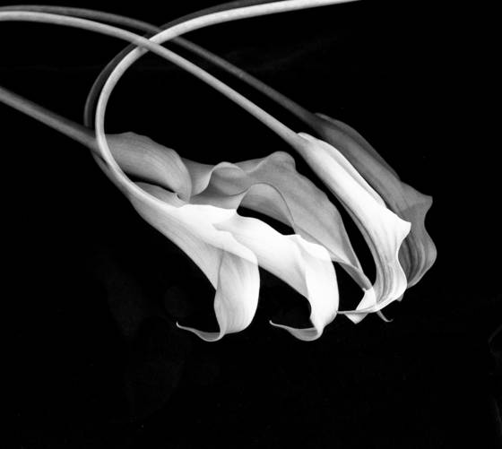 Mini_calla