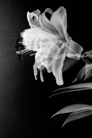 Oriental_lily