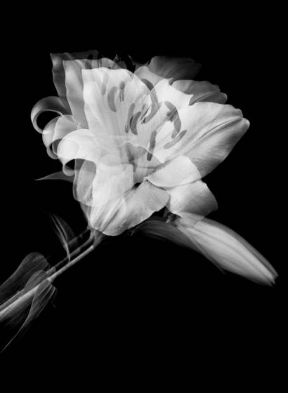 Oriental_lily