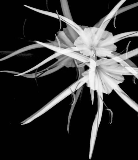 Spider_lily