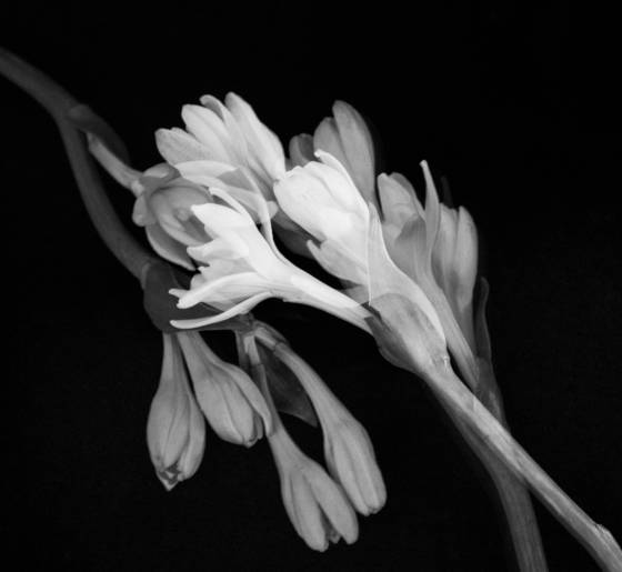 Tuberose