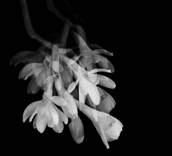 Tuberose