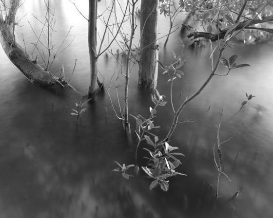 Black_mangrove_study_9