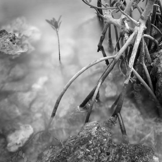 Mangrove_garden