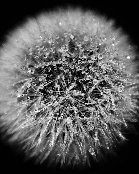 Dewey_dandelion