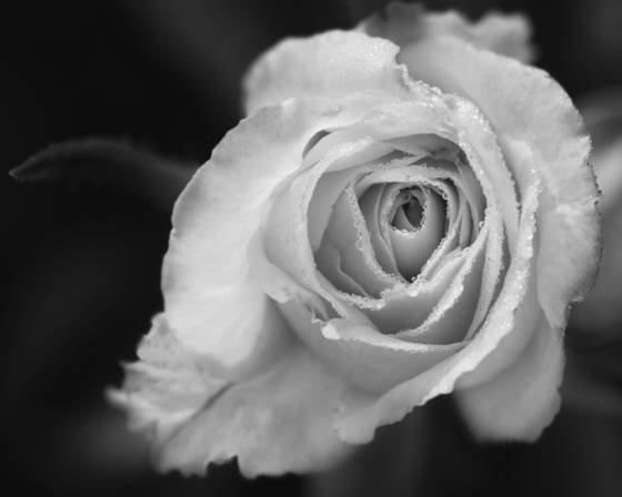 Dewey_rose
