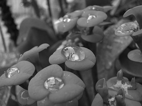 Raindrop_reflection