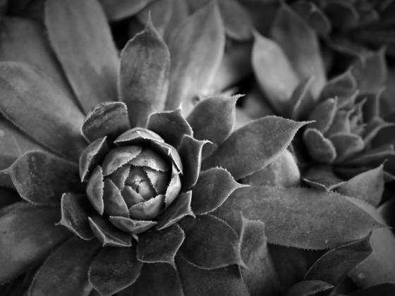 Hens_and_chicks