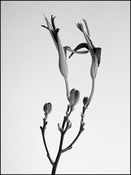 Lilies__last_embrace