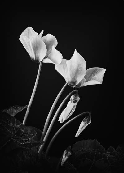Cyclamen