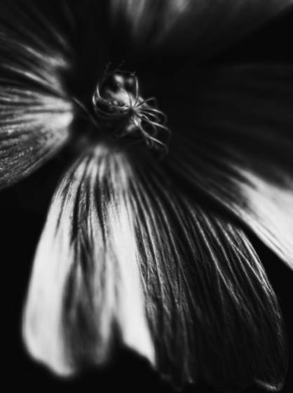 Center_thought