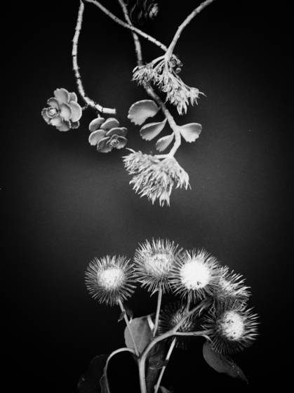 Weed_study__2