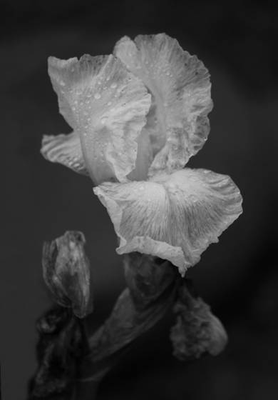 The_iris