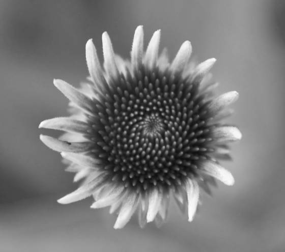 Daisy_bud