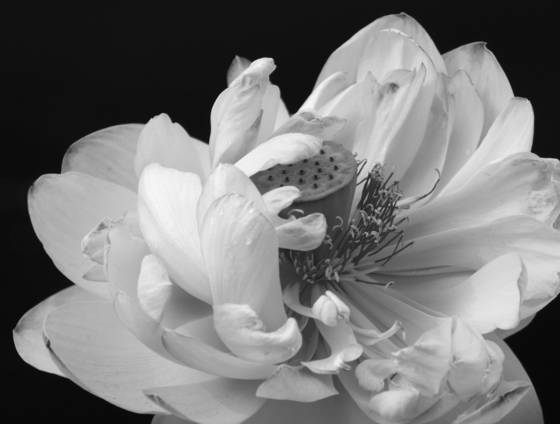 Lotus_flower