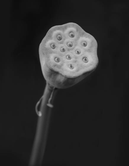 Lotus_pod