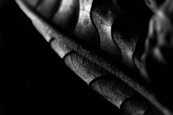 Leaf_series_2043