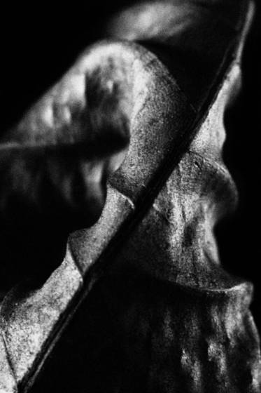 Leaf_series_2049
