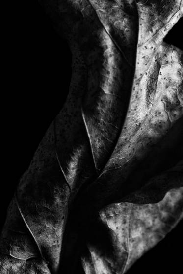 Leaf_series_2194