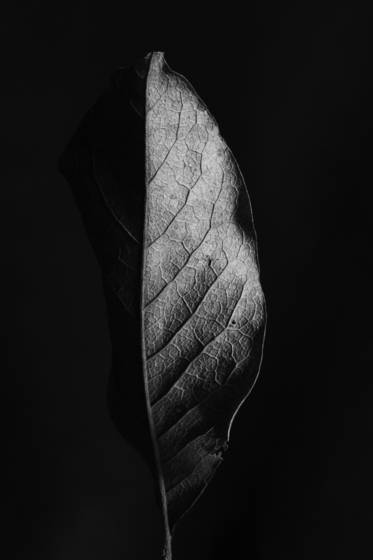 Leaf_series_2317