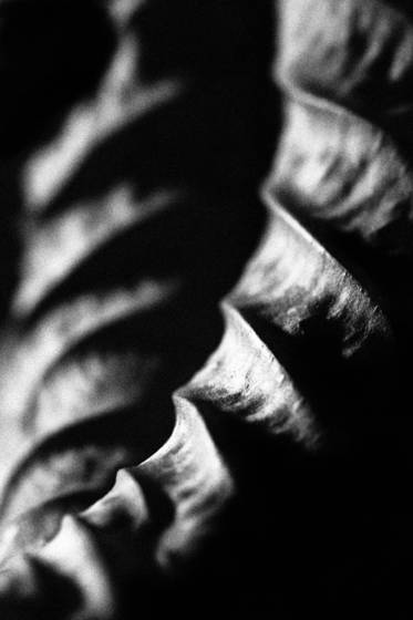 Leaf_series_307